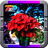 Find The New Year Poinsettia