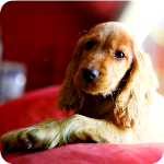 ZooZooGames Cocker Escape