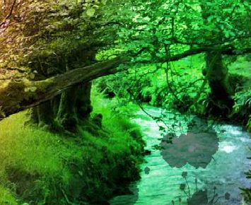 Escape Game Save The Toad