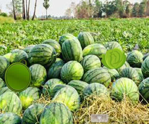 G2R Little Lady Bugs Rescue