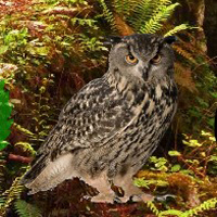 G2R Clown Owl Forest Escape